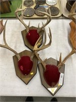 3 Antlers Mounted on Plaques