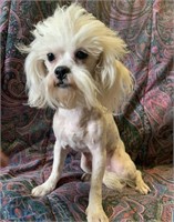 Female-Maltese x Shihtzu- 1.5 years old, intact