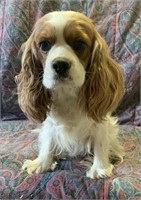 Female-Cavalier x Cocker- 2.5 years old, intact
