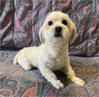 Female-Maltipoo-Intact, 1.5 years old, 3 legs