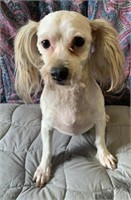 Female-Havanese-4 years, intact