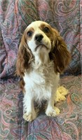 Female-Cavalier x Cocker-2.5 years old, intact