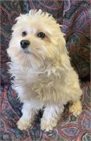 Female-Bichon x Maltese-1 year, intact