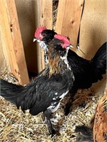 Rooster-Belgium Bearded D'uccle-Feb25/2024