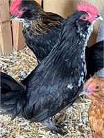 Rooster-Belgium Bearded D'uccle-Feb25/2024