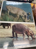 WARTHOG & HIPPO JIGSAW PUZZLE - ASSEMBLED W/