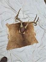 Whitetail Mount and hide
