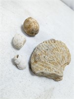 Prehistoric Texas Fossil Collection