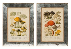 Antique Mycology Prints - Anton Hartinger & Son.
