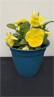 5.25 inch pot with pansies