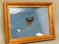 Fossil Tooth framed  6" x 8"