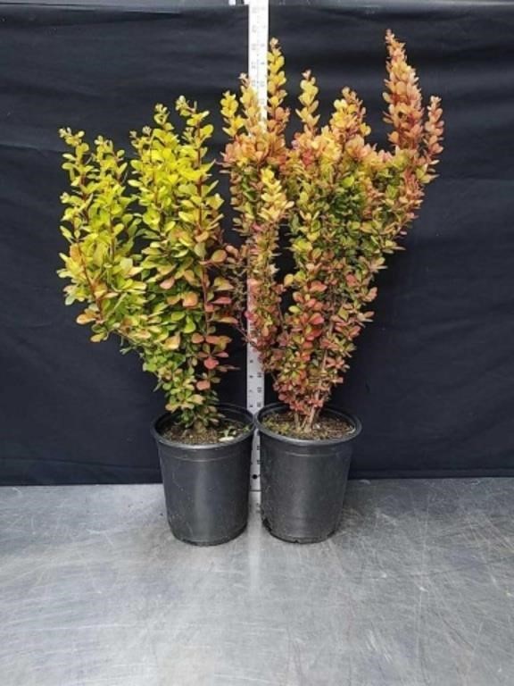 25 and 29-in Japanese Barberry