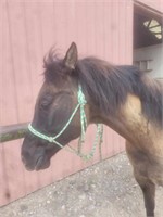 Jerry is a 10 year old, Grulla QH type gelding