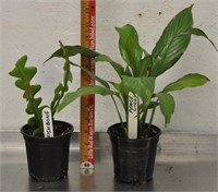 Fishbone & Peace lily plants