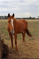 (VIC) SANDARSTAR PRINCESS MIA-HANOVARIAN X TB MARE