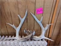 Whitetail Deer Antlers