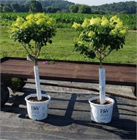 2 Limelight Hydrangea Trees