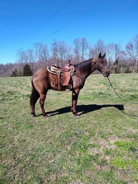 Indian Boy - 5 YO Chocolate Rocky Mtn Gelding