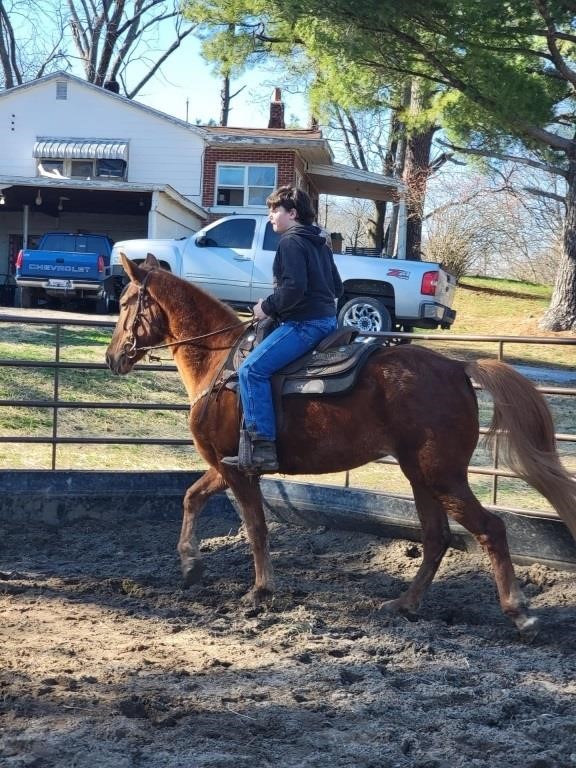 Generals Silver Star - Reg. Chestnut TWH Mare