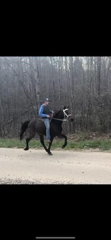 Floyd - 7 YO Standardbred Gelding