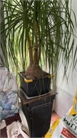 Ponytail palm tree and plant stand
