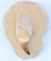 Fossil Mosasaur Cretaceous Marine Dinosaur Tooth