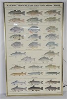 Warmwater Game Fish I D Chart Poster