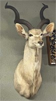 Kudu shoulder mount