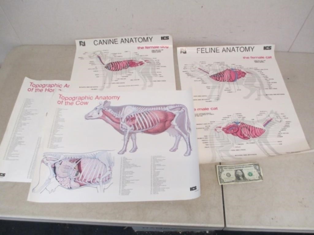 Lot of ICS Animal Anatomy Posters - 17x22 Each