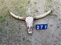 Longhorn skull and horns