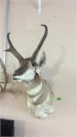 ANTELOPE TAXIDERMY MOUNT