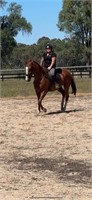 (VIC) FREEDOM - THOROUGHBRED MARE