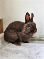 Buck-Netherland Dwarf-All does exposed to this buk