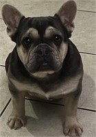 Female-French Bulldog-Intact, 2 years