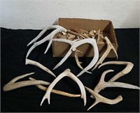 Deer antlers for crafting