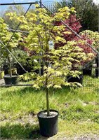 (1) Japanese Maple Green Leaf Good Red Fall