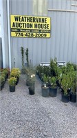ONLINE ONLY PLANT AUCTION THURSDAY NIGHT AUCTION