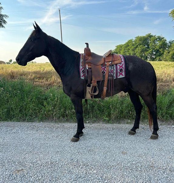 Imbuckmitchel - 2013 Blue Roan AQHA Gelding