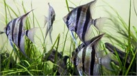 Assorted 1.5 - 2in angel fish