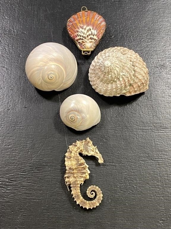 Sea Shells & More