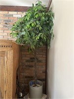 Potted artificial tree- 80” tall with lights-