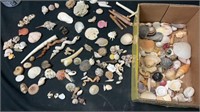 Box of shells