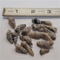 Polished Petrified Shells