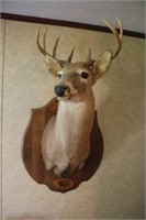8 Point White Tail Deer Mount