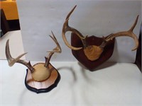 2 antler mounts on plaques