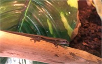 Cameroon Dwarf Gecko, juvenile