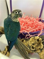 Unsexed-Violet Turquoise Conure-8-9 months old