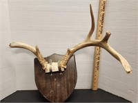 Deer antler mount.