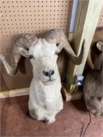 White Bighorn Ram Head