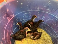 6-Black astralorp chicks